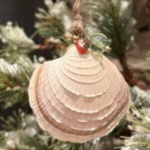 NATURAL 'REAL'  TIGER LUCINE  SEA SHELL CHRISTMAS ORNAMENT 2" ~ 2.25"  Sanibel